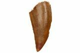 Serrated, Raptor Tooth - Real Dinosaur Tooth #233067-1